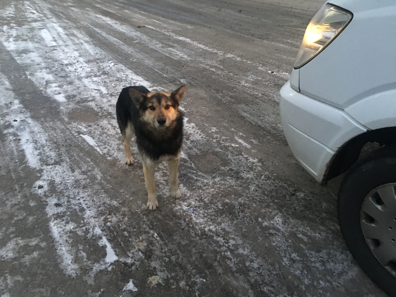 At the end of our excursion, we ran into a dog that was curious about us but had no interest in being touched. The closer I stepped toward him, the farther he stepped away. (Terrell Jermaine Starr/The Root)